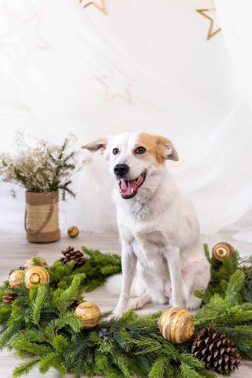 Weihnachtsfoto im Baby-Memories-Studio